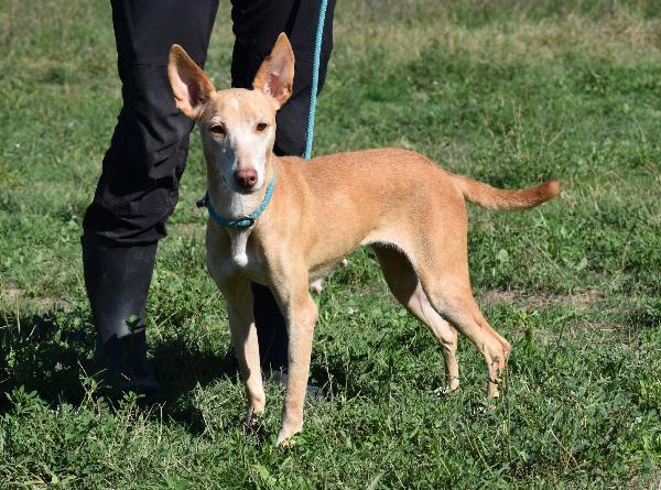 GIACOMINA, TAGLIA MEDIO PICCOLA, CIRNECHINA DELL'ETNA, ANTICA RAZZA SICILIANA, BUONA, COMPATIBILE CON ALTRI CANI, BRAVA AL GUINZAGLIO Foto 6